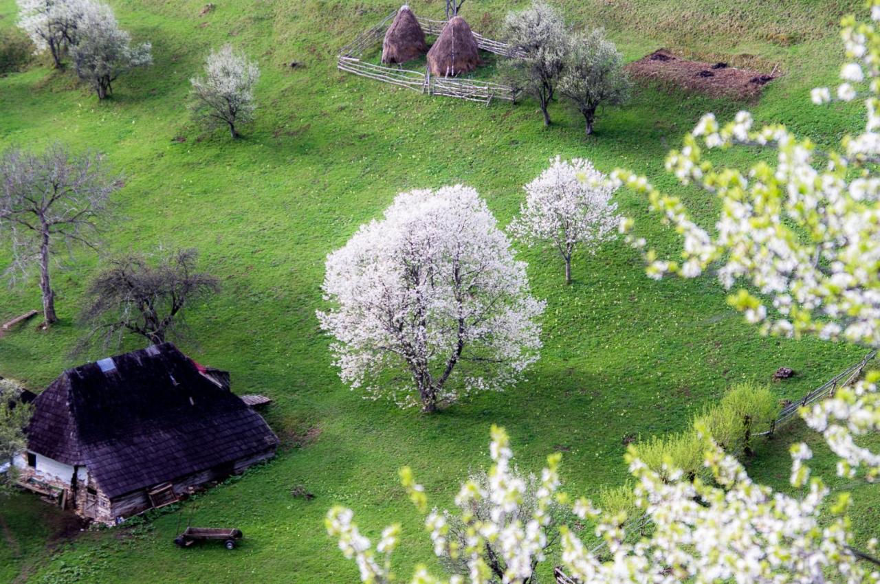 Pensiunea Hodaita Măgura Exterior foto